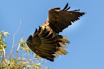 Orzeł bielik łac. haliaeetus albicilla z rozpostartymi skrzydłami zrywający się do lotu z drzewa. Fotografia Delta Dunaju Rumunia. © PIOTR