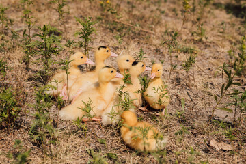 A flock of small yellow ducklings sits in the grass and watches.