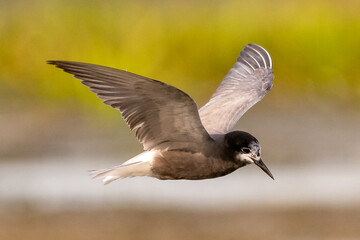 Black tern - Chlidonias niger - flying with spread wings on yellow background. Picture from Danube Delta, Romania.
