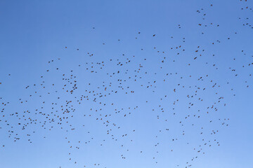 A huge flock of Bulbuls (Pycnonotus sp.) flies to the fields. India
