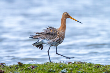 Black-tailed godwit Limosa Limosa foraging in water