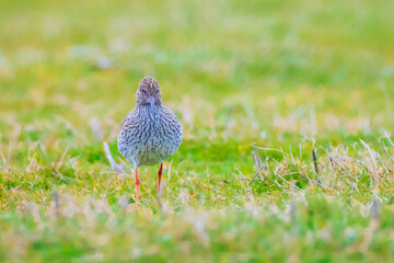 common redshank tringa totanus in farmland