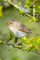 Common chiffchaff bird Phylloscopus collybita