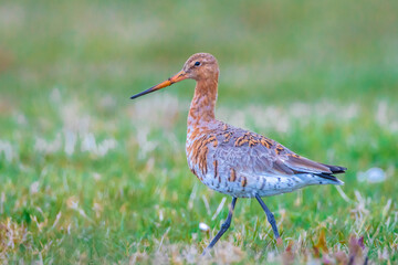 Black-tailed godwit Limosa Limosa foraging in a green meadow