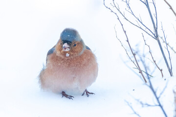 chaffinch male, Fringilla coelebs, foraging in snow, beautiful cold Winter setting