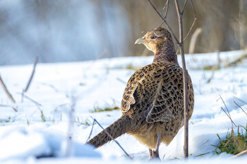 Female Pheasant Phasianus colchicus scavenging in a forest perched in snow during Winter season