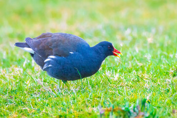 Closeup of a Common moorhen, Gallinula chloropus