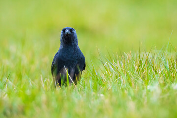 Closeup of a carrion crow Corvus corone black bird in grass