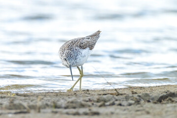 common greenshank, Tringa nebularia, foraging in wetlands
