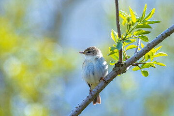 Willow warbler bird, Phylloscopus trochilus, perched.
