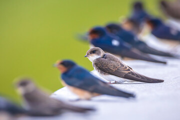Sand martin, bank swallow, Riparia riparia, resting