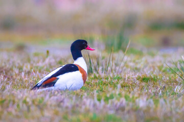 Common shelduck tadorna tadorna foraging