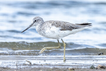 Common greenshank, Tringa nebularia, foraging in wetlands