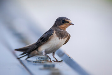 Barn Swallow, Hirundo rustica, juvenile feeding