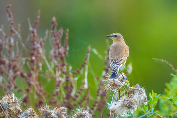 Northern wheatear bird, Oenanthe oenanthe,