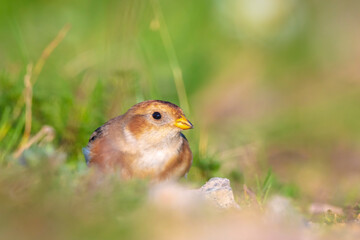 snow bunting bird, Plectrophenax nivalis foraging in grass