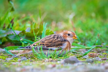 snow bunting bird, Plectrophenax nivalis foraging in grass