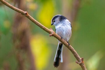 Closeup of a long-tailed tit or long-tailed bushtit, Aegithalos caudatus, bird foraging in a forest