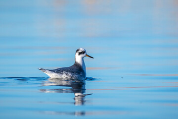 Red phalarope, phalaropus fulicaria, in winter plumage foraging