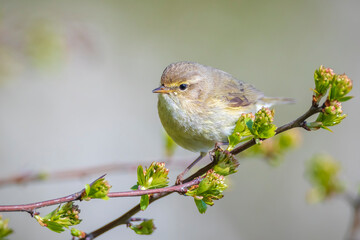 Common chiffchaff bird Phylloscopus collybita