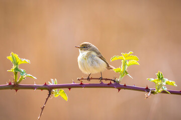 Common chiffchaff bird Phylloscopus collybita
