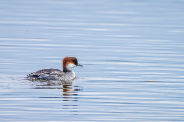 The common merganser or goosander male, Mergus merganser, swimming