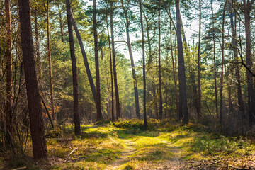 Beautiful forest in national park Hoge Veluwe, the Netherlands