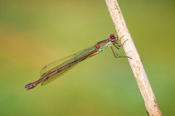 Detail closeup of a western willow emerald damselfly Chalcolestes viridis