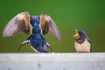 Barn Swallow, Hirundo rustica, juvenile feeding