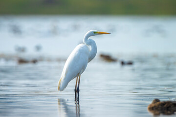 Great egret Ardea alba fishing