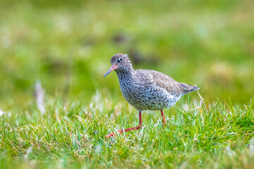 common redshank tringa totanus in farmland