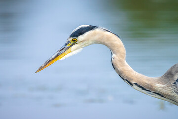 Grey heron, Ardea cinerea, hunting and fishing