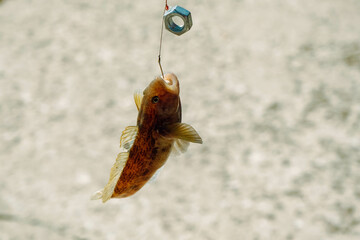 Fishing in Baltic sea, Latvia. Freshwater bullhead fish or round goby fish known as Neogobius...