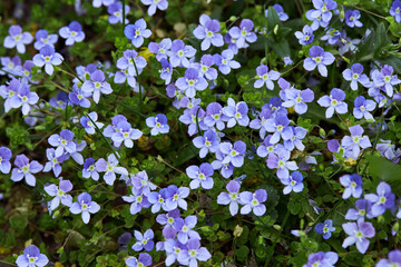 Plenty of small blue Veronica filiformis blooming and growing outdoors. It is also known as Slender...