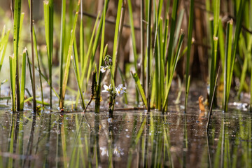 Rushes and wild natural nature - wild thickets, shelter for animals