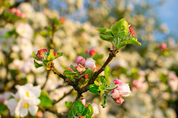 Apple blossom in a beautiful tree on a sunny day