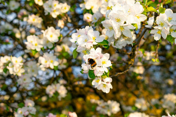 Bublebee and apple blossom in Austria