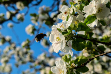 Apple blossom-ready when you are