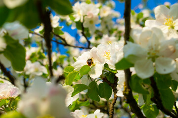 Beautiful blossom tree with bee