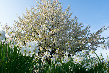 White daffodil and cherry blossom