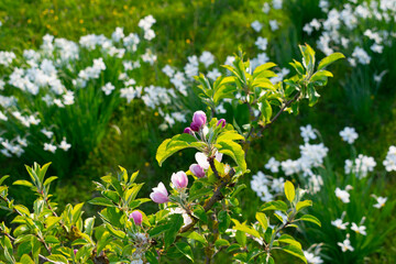 Apple blossom with white dafodil in the background