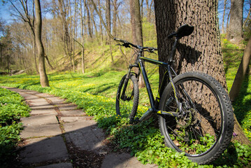 Fototapeta premium Bicycle along a stone path in the forest