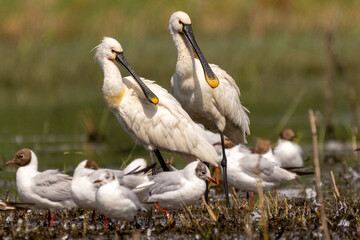 Para warzęch łac. Platalea leucorodia stojąca razem z mewami śmieszkami w tle. Fotografia z Delta Dunaju Rumunia.