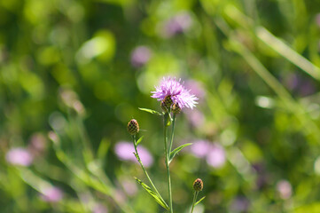 Closeup of brown knapweed flower with vivid green blurred plants on background