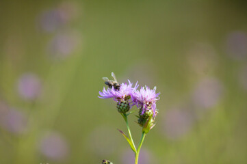 Closeup of cornflower pollinated by a bee with green blurred background