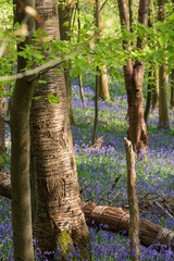 Bluebells growing wild underneath the trees in Adams Wood, located between Frieth and Skirmett in the Chiltern Hills, Buckinghamshire UK.