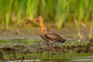 Rycyk łac. Limosa limosa chodzący po mokradłach z łagodnym zielonym tłem. Fotografia z Delta Dunaju Rumunia.