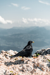 bird on the Mount