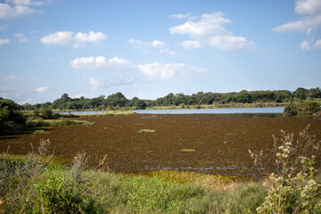 Fototapeta premium Green grass in water. Parque Náutico. Curitiba 04-22-2022