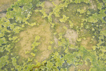 Green lichen in a puddle